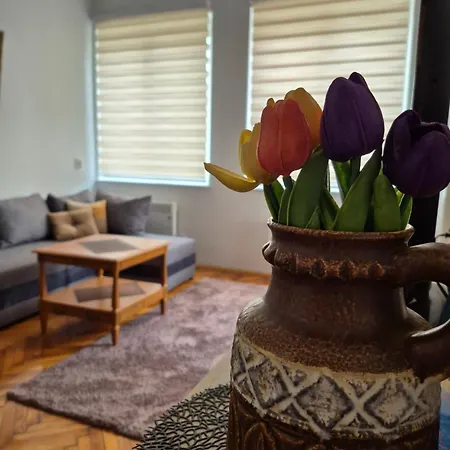 Tulip *